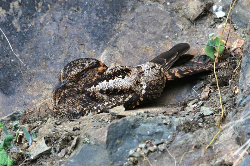 Lyre-tailed Nightjar