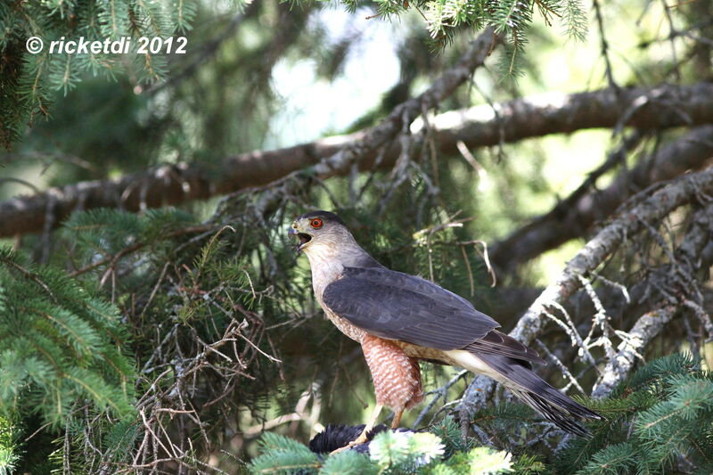 Cooper's Hawk