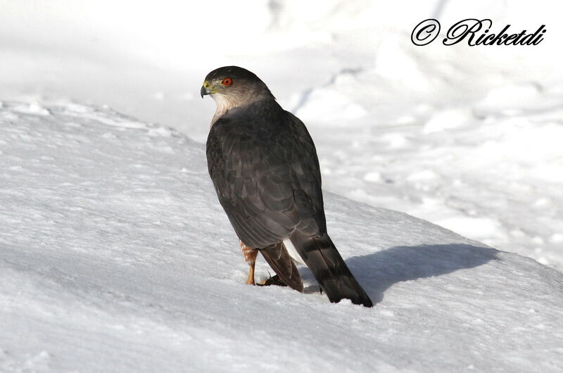 Cooper's Hawk