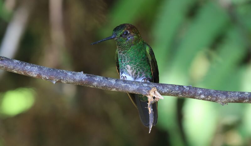 Greenish Puffleg