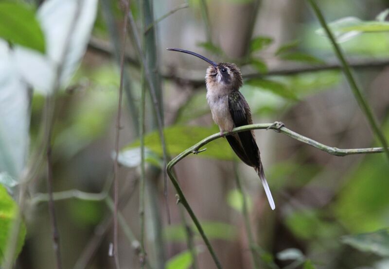 Long-billed Hermit