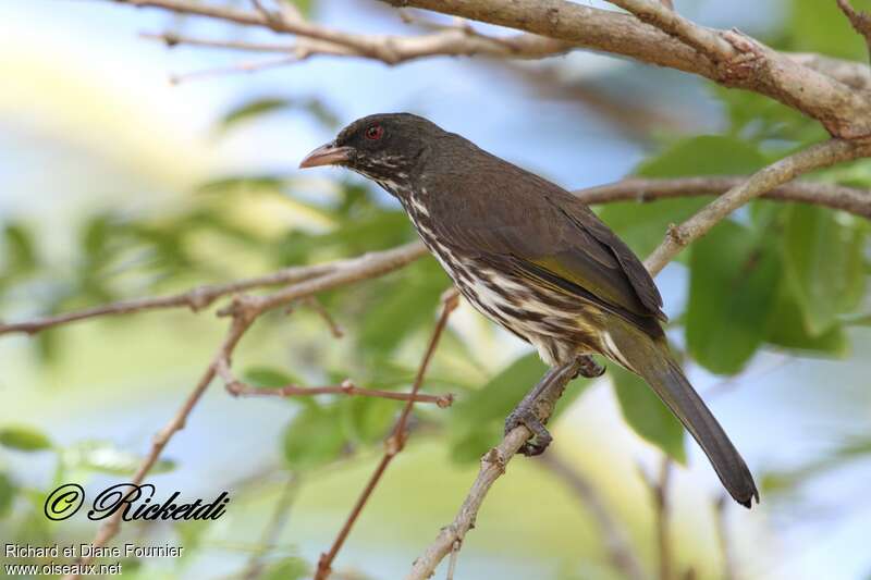 Palmchat, identification