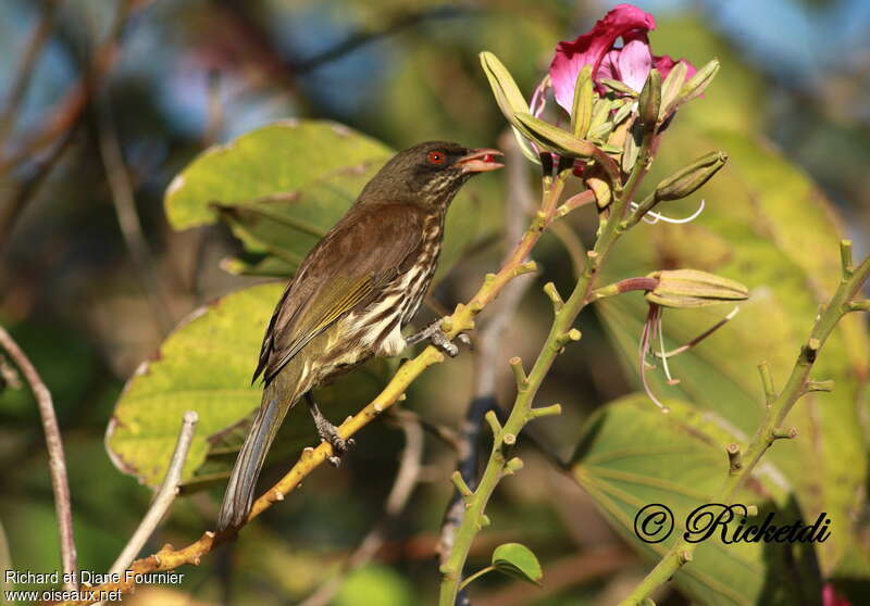 Palmchatadult, feeding habits