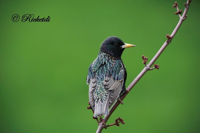 Common Starling