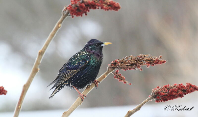 Common Starling