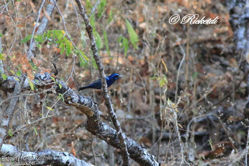 Blue Bunting