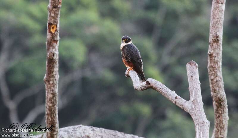 Bat Falconadult, identification