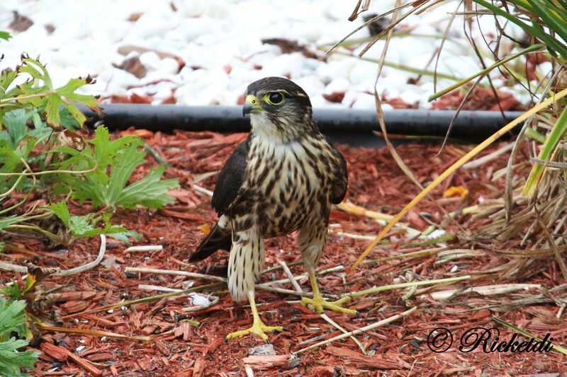 Merlin