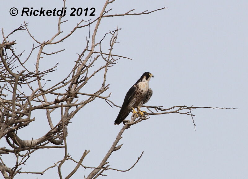 Peregrine Falcon