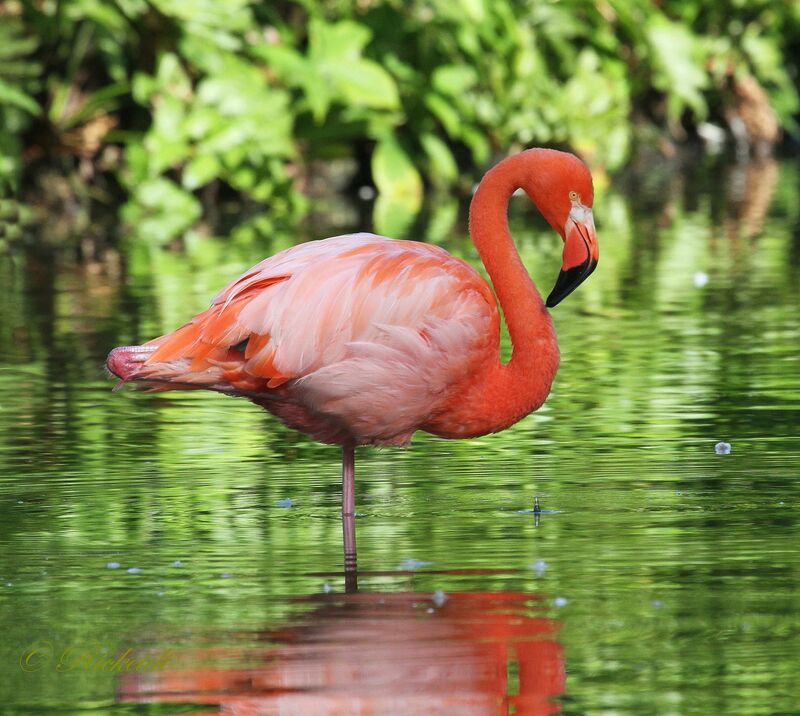 American Flamingo