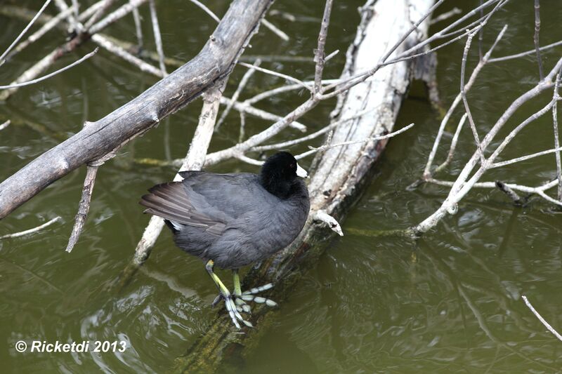 American Coot