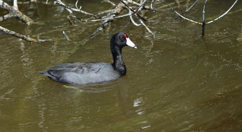 American Coot