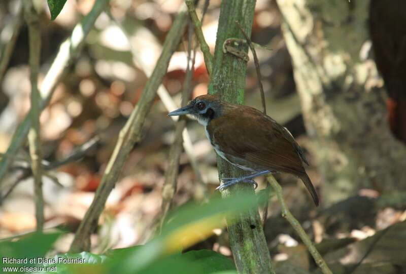 Bicolored Antbirdadult, identification