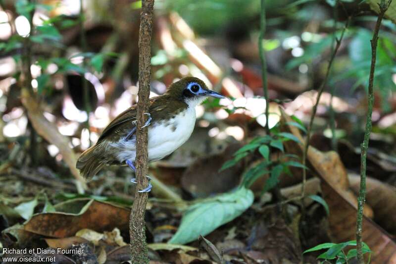 Bicolored Antbirdadult, habitat, pigmentation