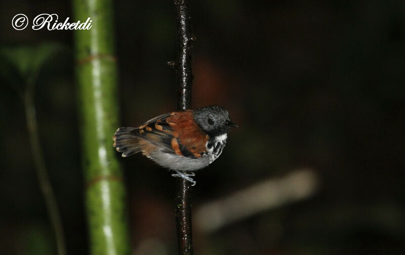 Spotted Antbird male adult, identification