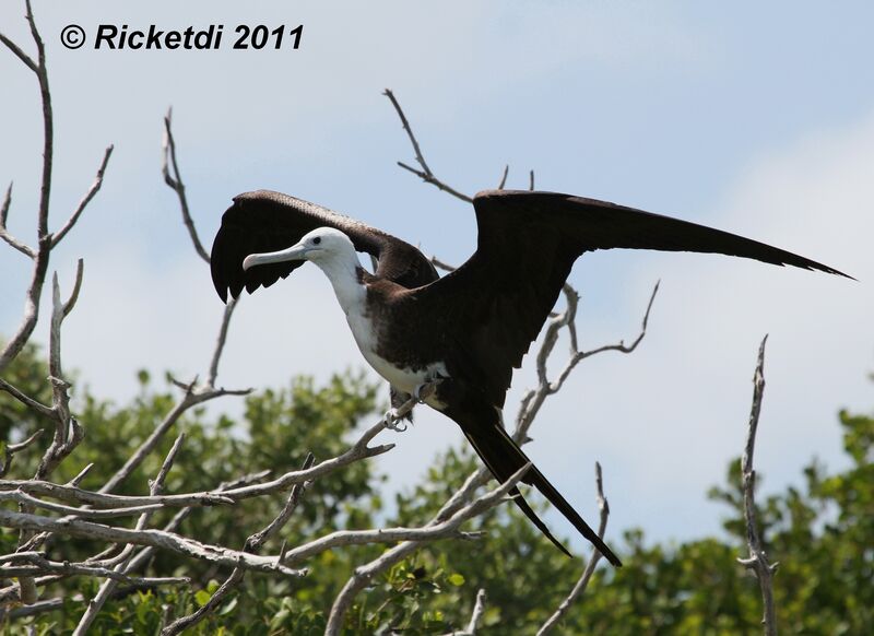 Magnificent Frigatebird female