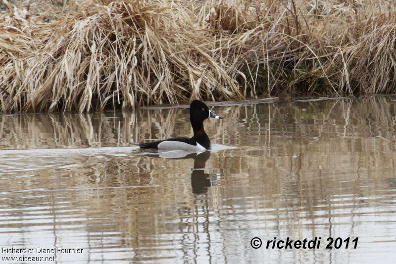 Ring-necked Duck male adult breeding, habitat, pigmentation, swimming