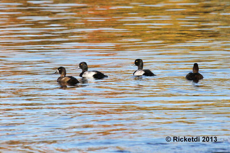 Lesser Scaup