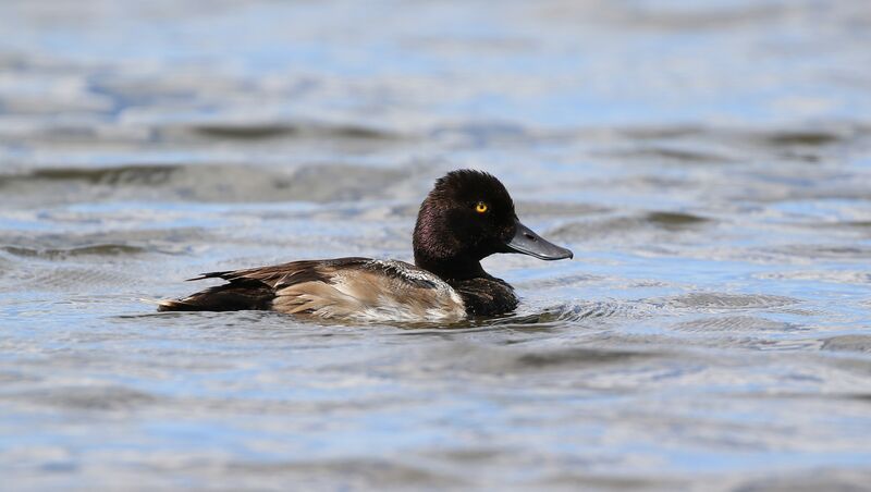 Lesser Scaupadult post breeding