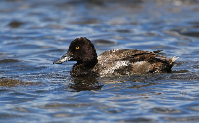 Lesser Scaupadult post breeding