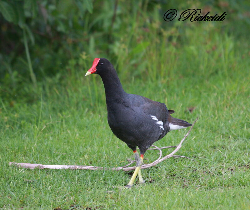 Common Gallinule