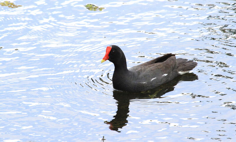 Gallinule d'Amérique