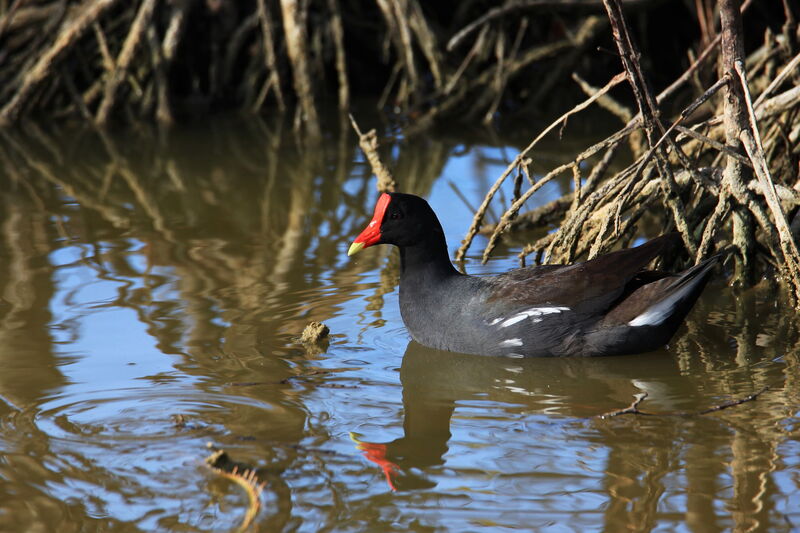 Common Gallinule