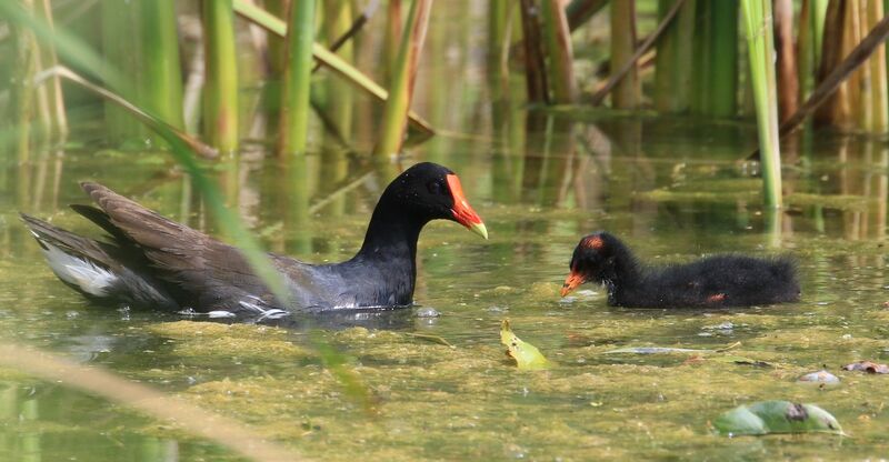 Gallinule d'Amérique