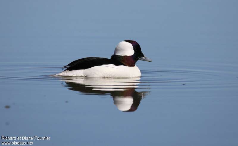 Bufflehead male adult breeding, pigmentation, swimming