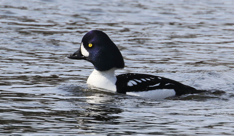 Barrow's Goldeneye male