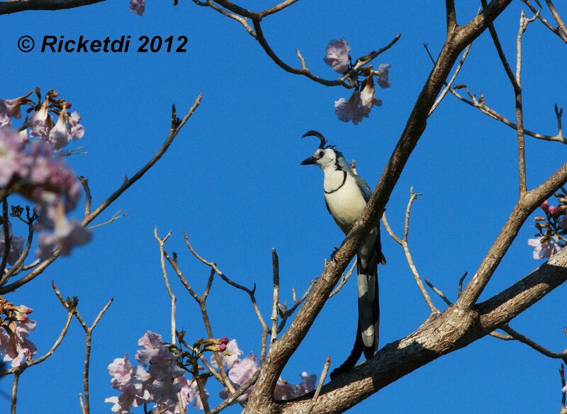 White-throated Magpie-Jay