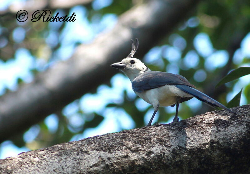 White-throated Magpie-Jay