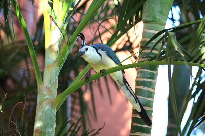 White-throated Magpie-Jay