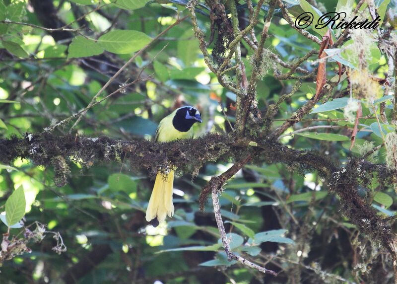 Green Jay