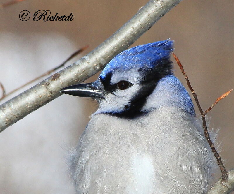 Blue Jay