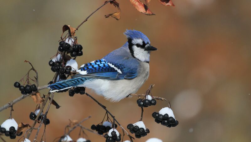 Blue Jay