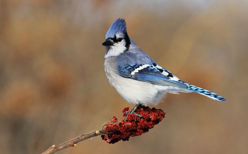 Blue Jay