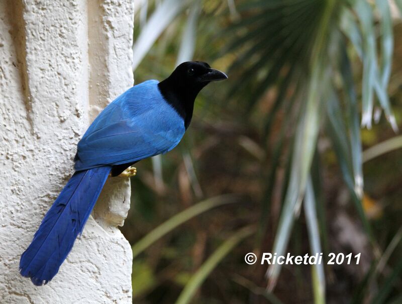 Yucatan Jay