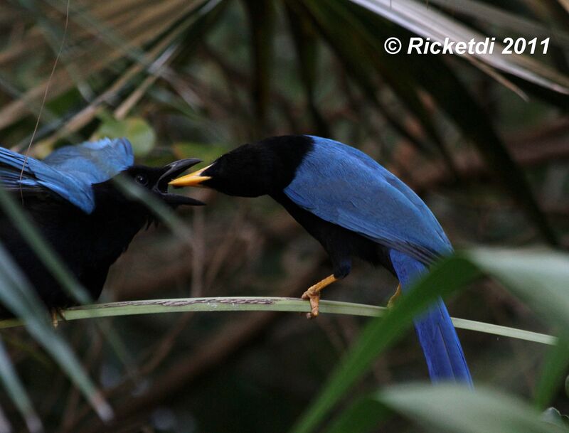 Yucatan Jay