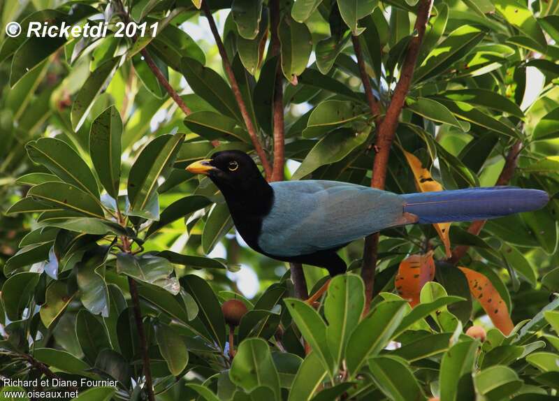 Yucatan Jayadult, Behaviour