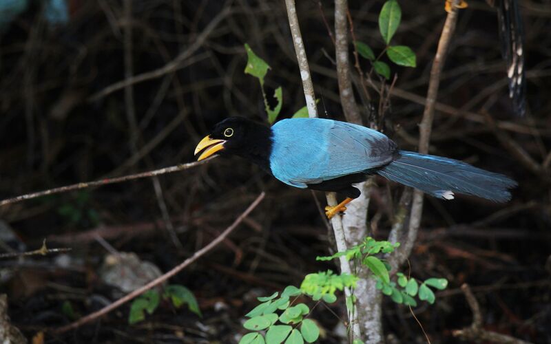 Yucatan Jay