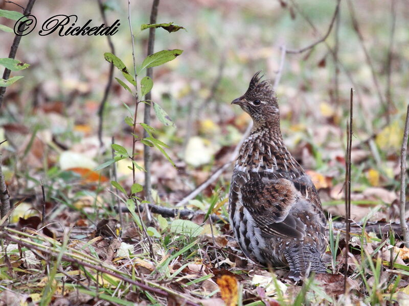 Ruffed Grouse