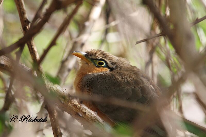 Lesser Ground Cuckoo