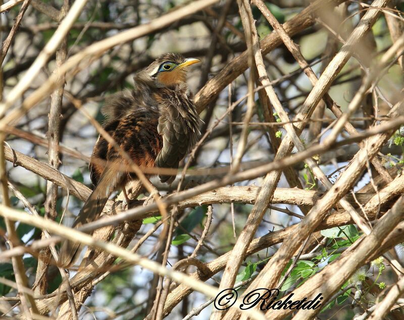 Lesser Ground Cuckoo