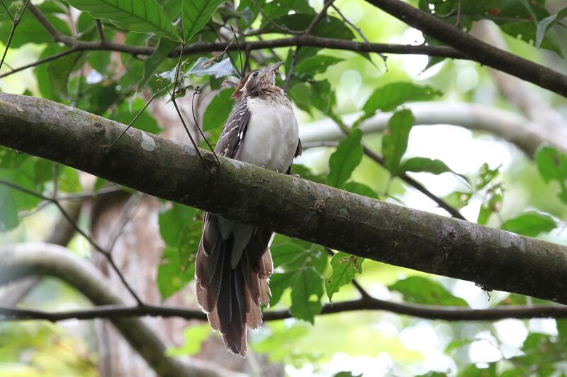 Pheasant Cuckoo