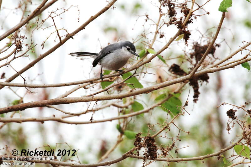 White-lored Gnatcatcher female adult, habitat, fishing/hunting