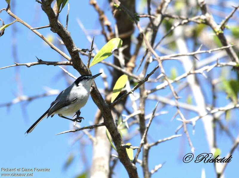 White-lored Gnatcatcher, habitat, fishing/hunting