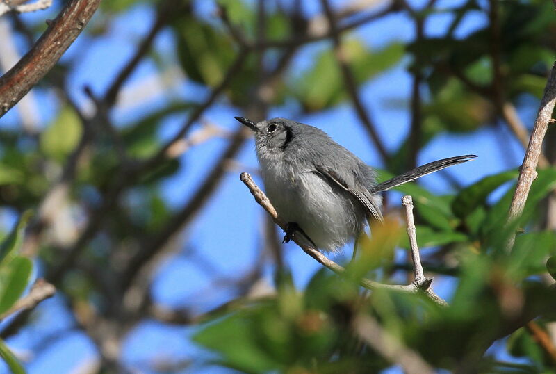 Cuban Gnatcatcher