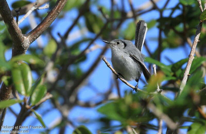 Gobemoucheron de Cubaadulte, identification