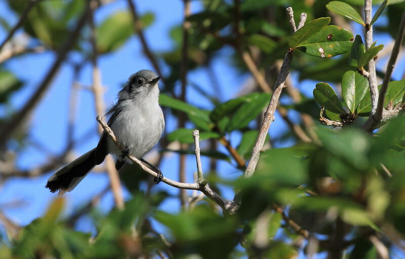 Cuban Gnatcatcher